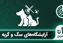 بهترین آرایشگاه سگ و گربه در تهران
